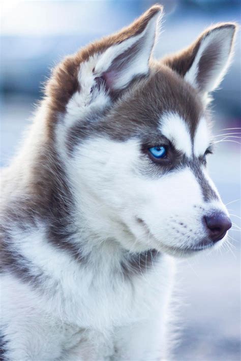 Siberian Husky Dog Breed History And Some Interesting Facts