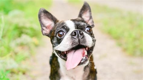 The Ultimate Guide To Boston Terriers Owning Training And Caring For