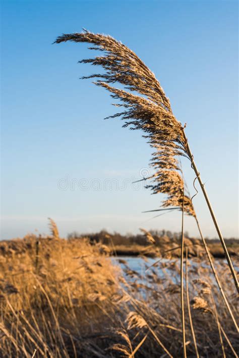 Reed Plumes Blowing In The Wind Stock Image Image Of Evening