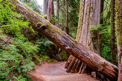 Mount Rainier National Park — The Greatest American Road Trip