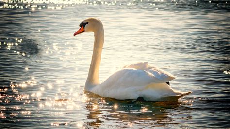 Download Wallpaper Swan On Lake 3840x2160
