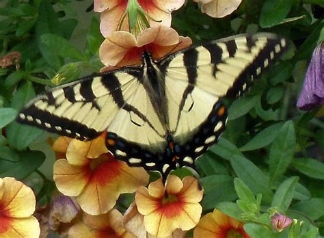 Male Or Female Tiger Swallowtail Butterfly Papilio Canadensis