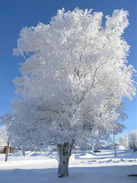 Snow White Tree Beautiful Snowy Tree In Negaunee Mi