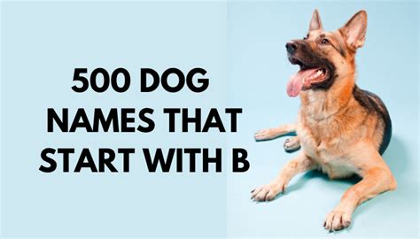 This educational content is not medical or diagnostic advice. 500 Dog Names That Start With B - Puppy Leaks