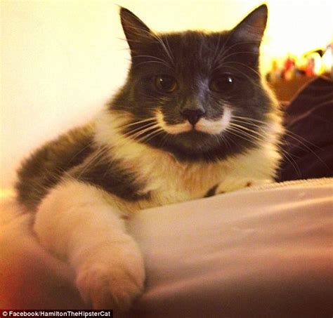 The New Grumpy Cat Hamilton The Hipster Cat Becomes