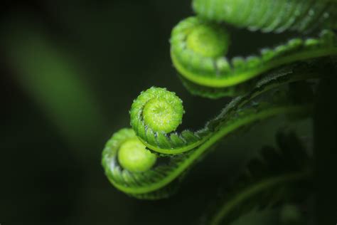 Pteridófitas Filo Pteridophyta Biologia Infoescola