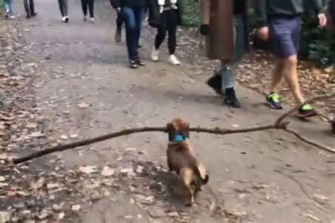 Big Stick Energy Mini Dog Fetches Huge Sticks And Makes Amused Fans