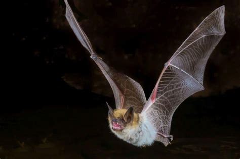 Cdc Bats Are Responsible For 7 Of 10 Rabies Deaths In Us