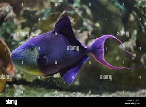 Red Toothed Triggerfish Odonus Niger Marine Fish Stock Photo Alamy