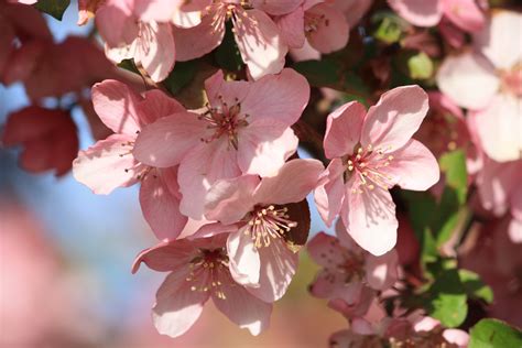 Spring Blossoms On Pink Crabapple Tree Picture Free