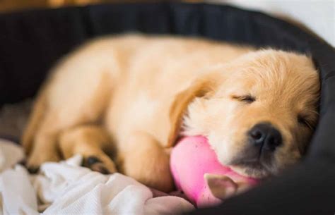 Find the best free sleepy puppy videos. How to make sure that your puppy gets enough sleep - My ...
