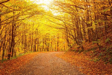 Yellow Autumn Forest Road Nature Background Landscape Autumn Forest