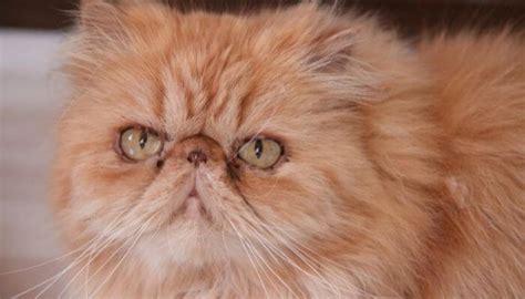 Garfield Cat Breed (Persian Tabby) - Everything You Need To Know