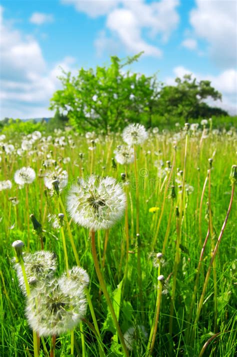 Dandelions Stock Image Image Of Summer Blue High Clean 14585881