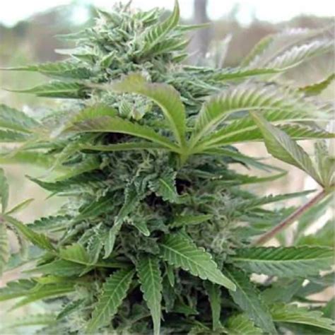 Afghani Gold Strain Seedfare Find The Perfect Seed At The Right Price