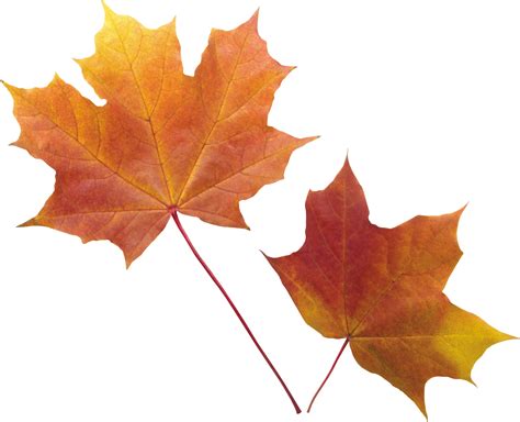Autumn Leaf Color Autumn Png Leaf Png Download 28002269 Free