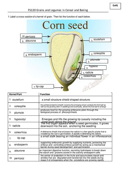 Fs120 Ex1 Corn Kernel Anatomy 1 Label A Cross Section Of A Kernel Of