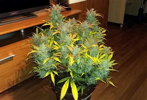 Light pollution is one of the biggest challenges when you want to grow a set of plants. Auto-Flowering Training for Bigger Yields | Grow Weed Easy