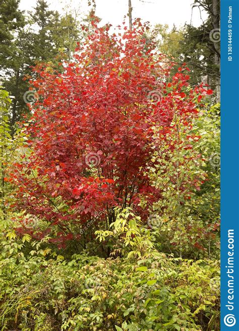 Bright Fall Foliage Of A Red Maple Tree In Maine Stock Image Image