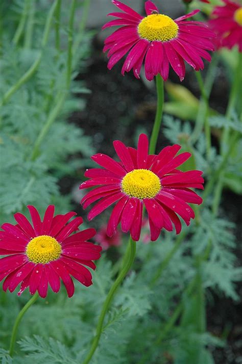 Robinson S Red Painted Daisy Clearview Nursery