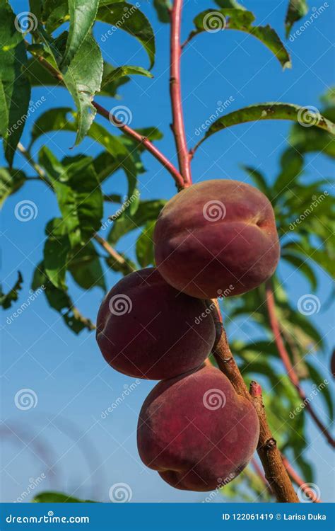 Fresh Growing Peaches On Tree Branch Stock Image Image Of Garden
