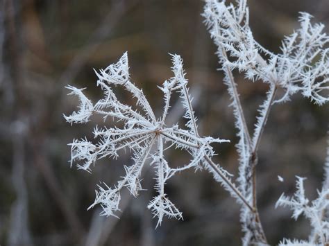 Kostenlose Foto Natur Ast Schnee Kalt Winter Pflanze Blume