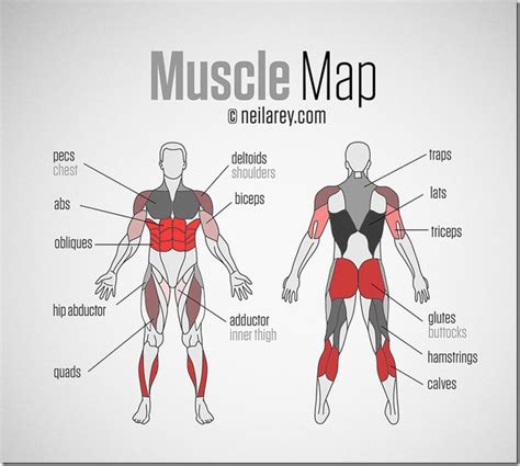 Muscles Of The Body