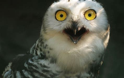 91 Astonished Animals Who Are Freaked Out By Whats Happening Bored Panda