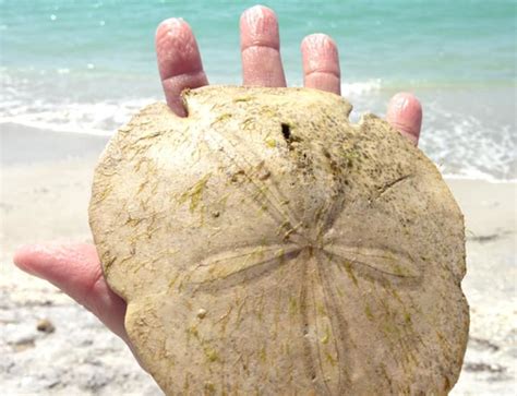 Everything To Know About The Junonia Shell Sand Dollar Shelling Marco