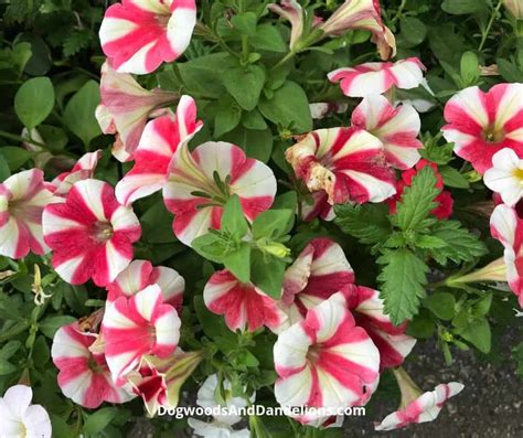 We're the best choice when shopping online for gifts and flowers just because, or for special occasions like mother's day or valentine's day. Growing Flowers in the Vegetable Garden - Dogwoods ...