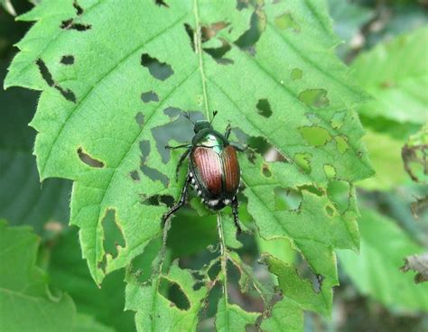 1 Best In Japanese Beetle Control Biggins Exterminating