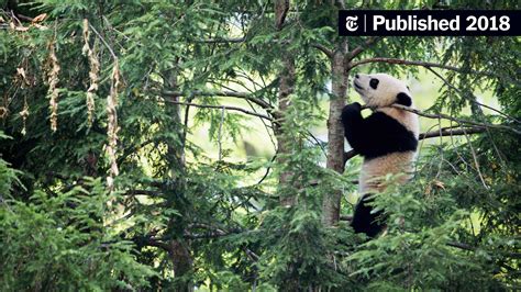 Decoding Pandas Come Hither Calls The New York Times