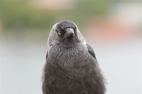 3840x2160 Wallpaper Gray And Black Bird Peakpx