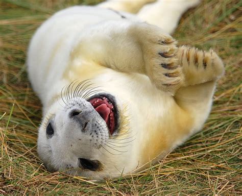 Smile Smiling Animals Happy Animals Seal Pup
