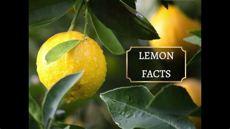 Interesting Facts About Lemon Youtube