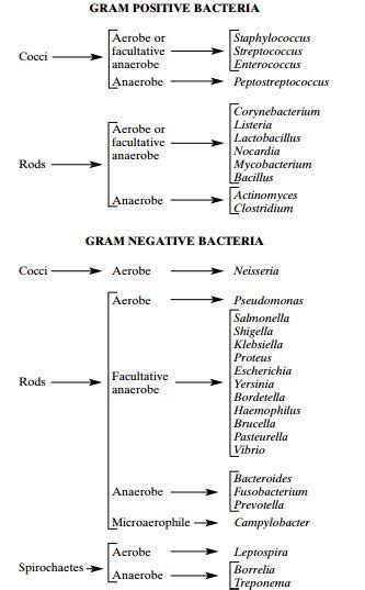Oxygen Requirements For Pathogenic Bacteria Microbe Online