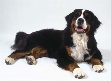 The Dog In World Bernese Mountain Dogs