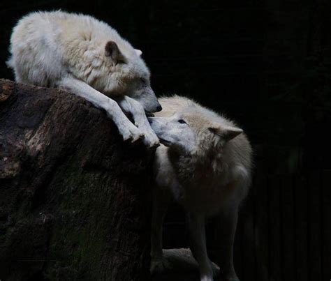 Cuddle With Wolves