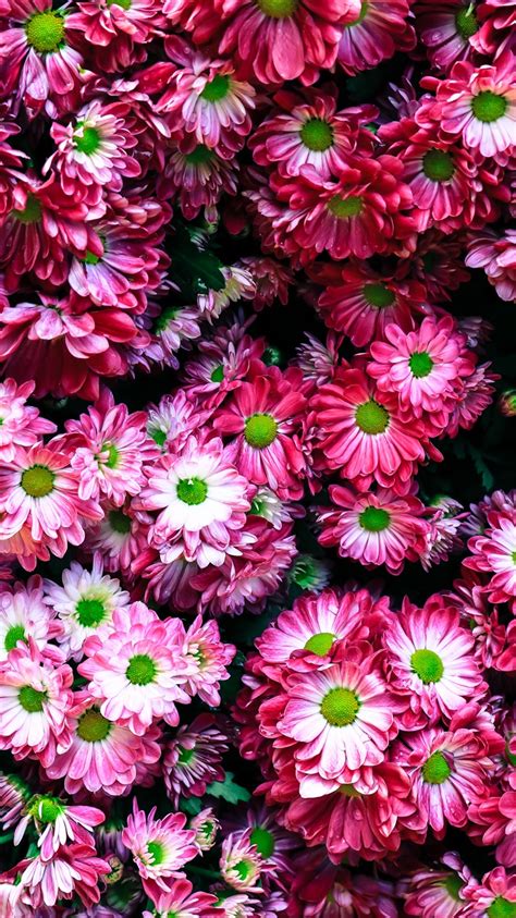 Many Pink Flowers Iphone X 876543gs Wallpaper