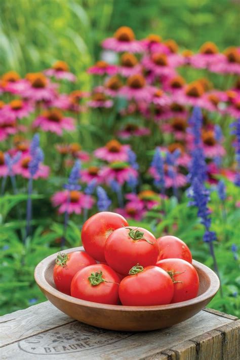 Tomato Crimson Crush F1 10 Seeds Blight Resistant Ebay