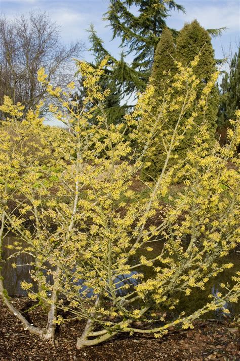 Arnold Promise Witch Hazel Blooms In December To February Flowers With