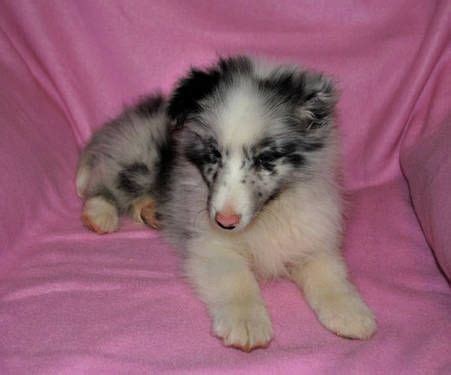 These energetic, loving shetland sheepdog puppies are intelligent, loyal, and common coat colors include blue merle, sable, and black with white markings. Blue Merle Sheltie Puppies for Sale | Sheltie puppies for ...