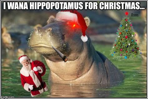 Skeptical Hippo Imgflip