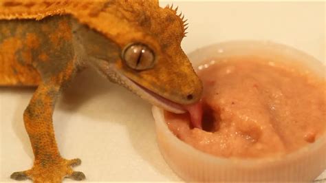 Baby Crested Gecko Eating