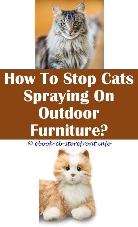 Most of the smells that are pleasant to us, including citrus smells, cats tend to hate. Surprising Tips: Does Cat Spray Smell Like Ammonia cat ...
