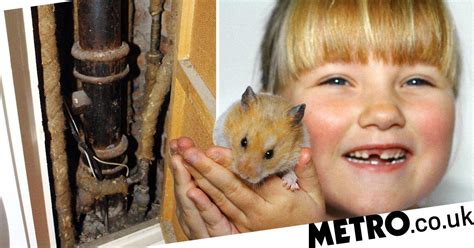 Hamster Waited For Owner Outside Her Flat Two Years After He Went
