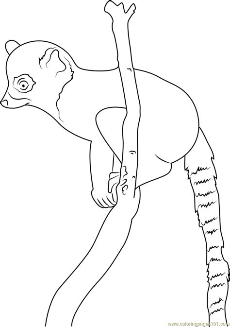 Ring Tailed Lemur The Youngest Coloring Page For Kids Free Lemur