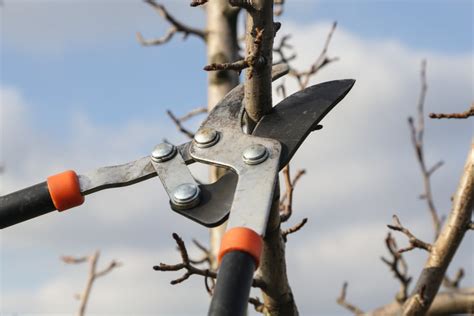Pruning Pear Trees Top Tips On How And When