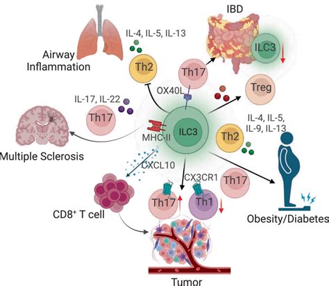 The Crosstalk Between Ilc3s And Adaptive Immunity In Diseases Wang