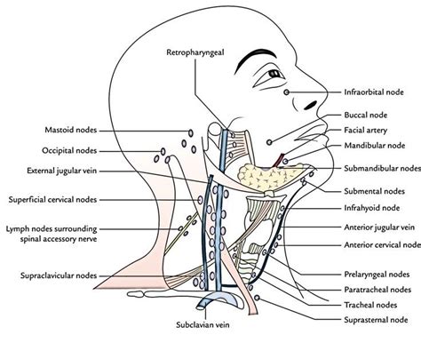 Level ii upper internal jugular nodes, posterior to the back of the submandibular salivary gland, anterior to the back of the sternocleidomastoid muscle. lymphatic drainage right vs left - Google Search in 2020 ...